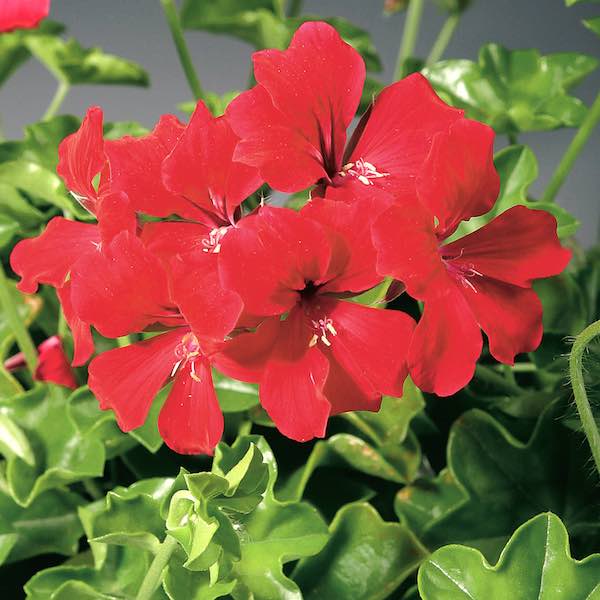 Ivy Geranium Tornado Red flowers