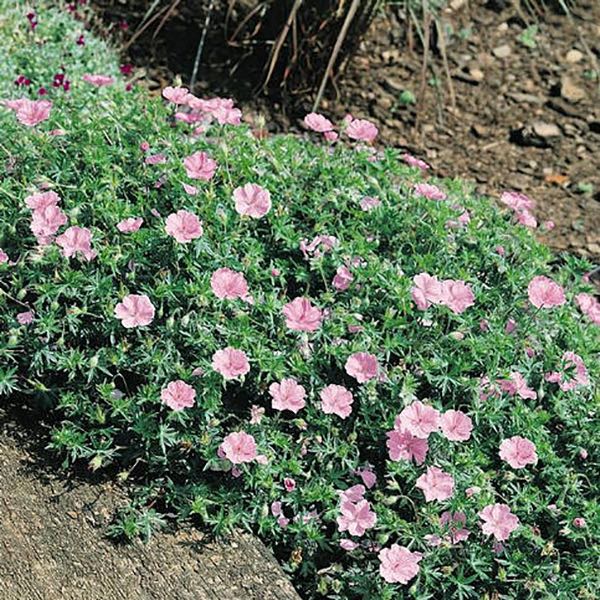 Vision Light Pink geranium flowers Vision Light Pink geranium flowers