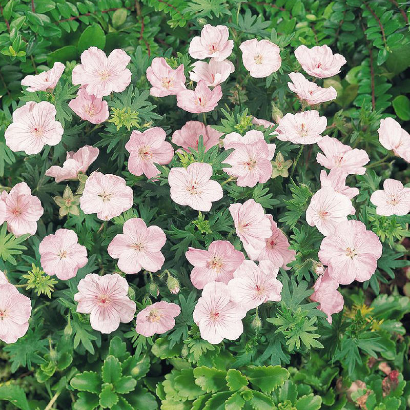 Vision Light Pink geranium Vision Light Pink geranium