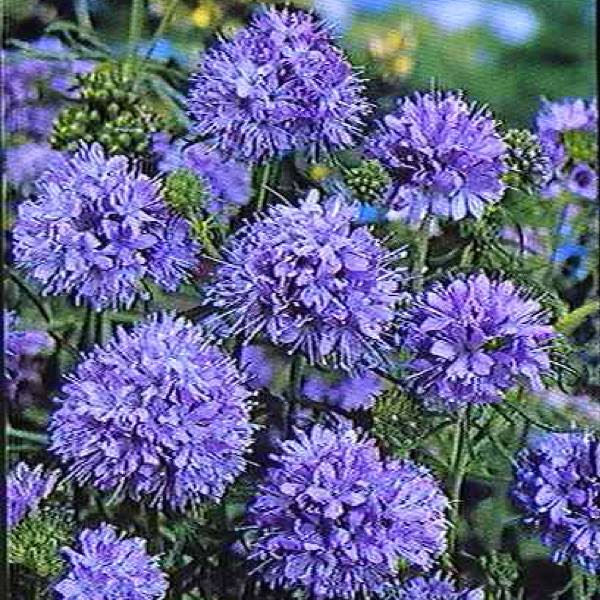 Blue Thimble Flower Globe Gilia, Blue Thimble Flower