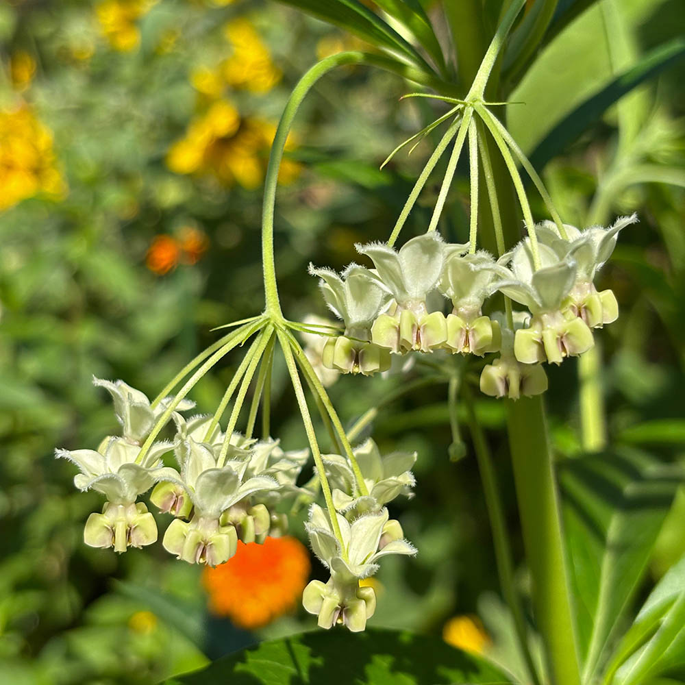 Hairy Balls Milkweed Flowers