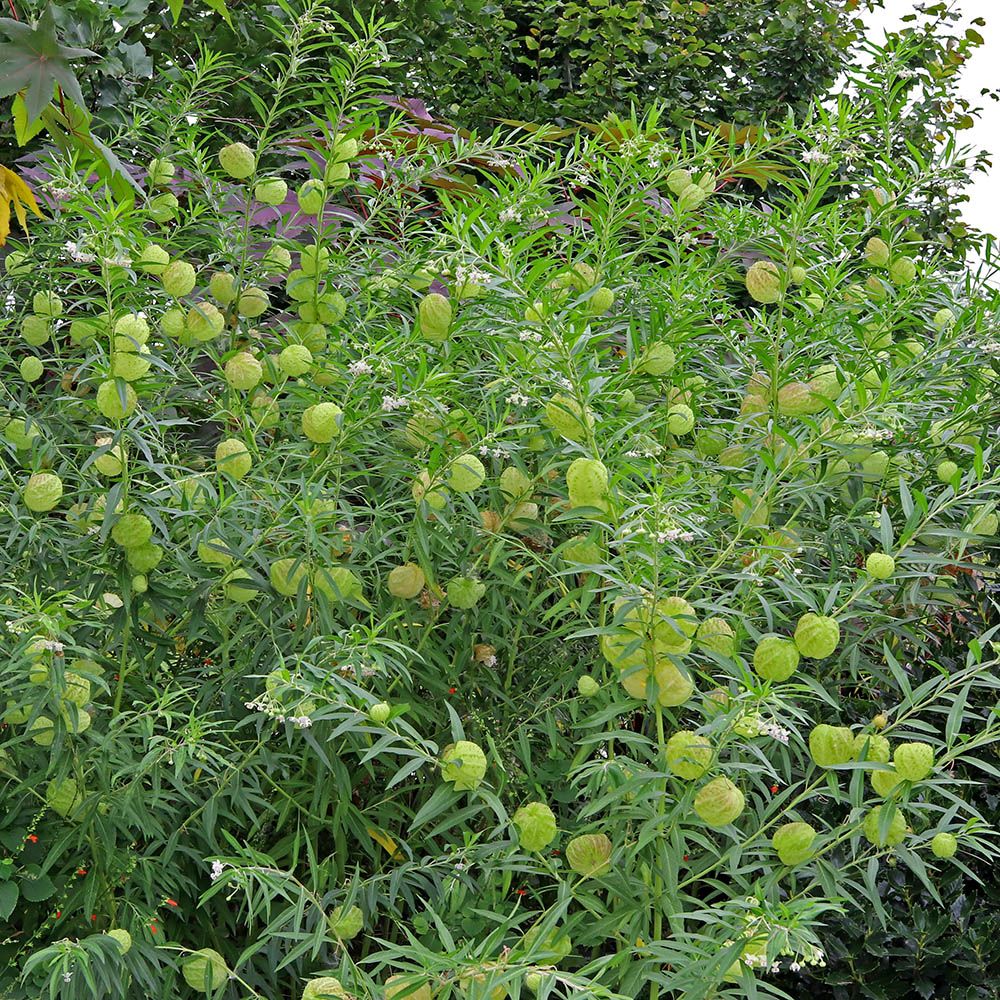 Hairy Balls Milkweed - Mature Plants