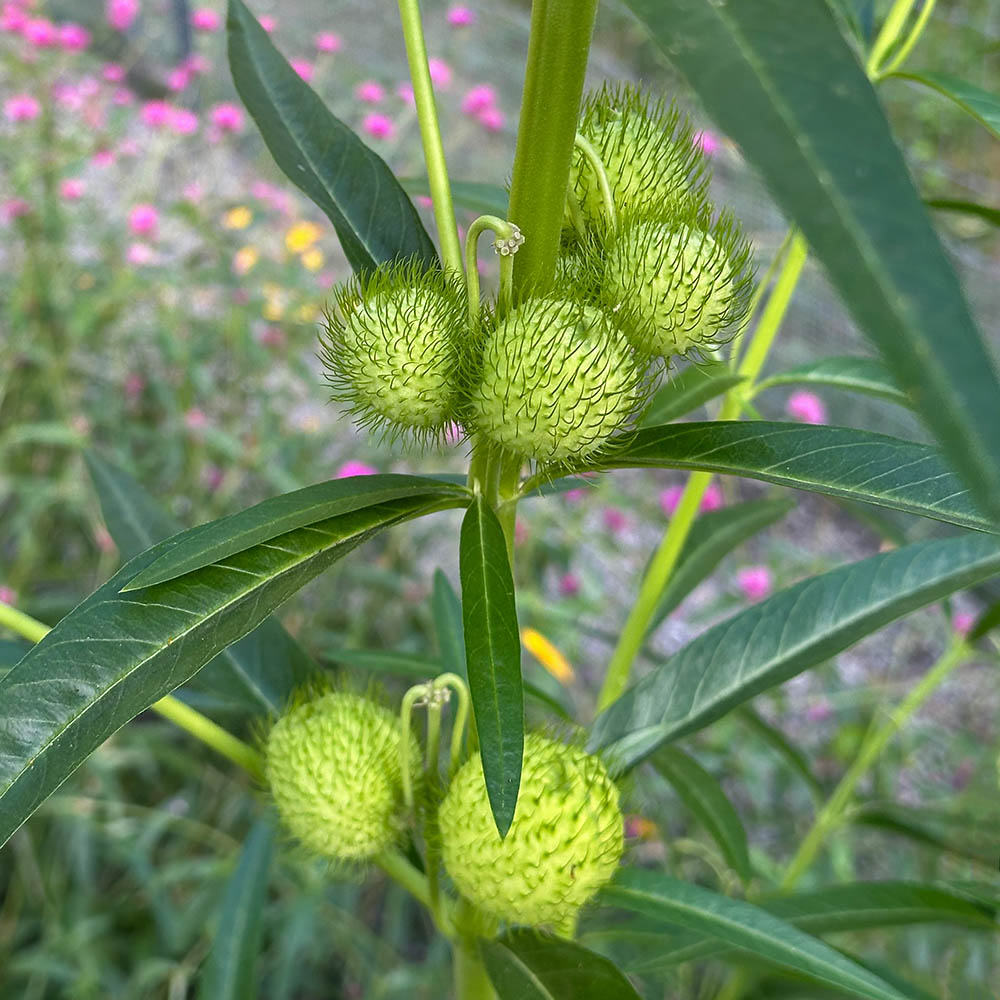 Hairy Balls Milkweed Pods