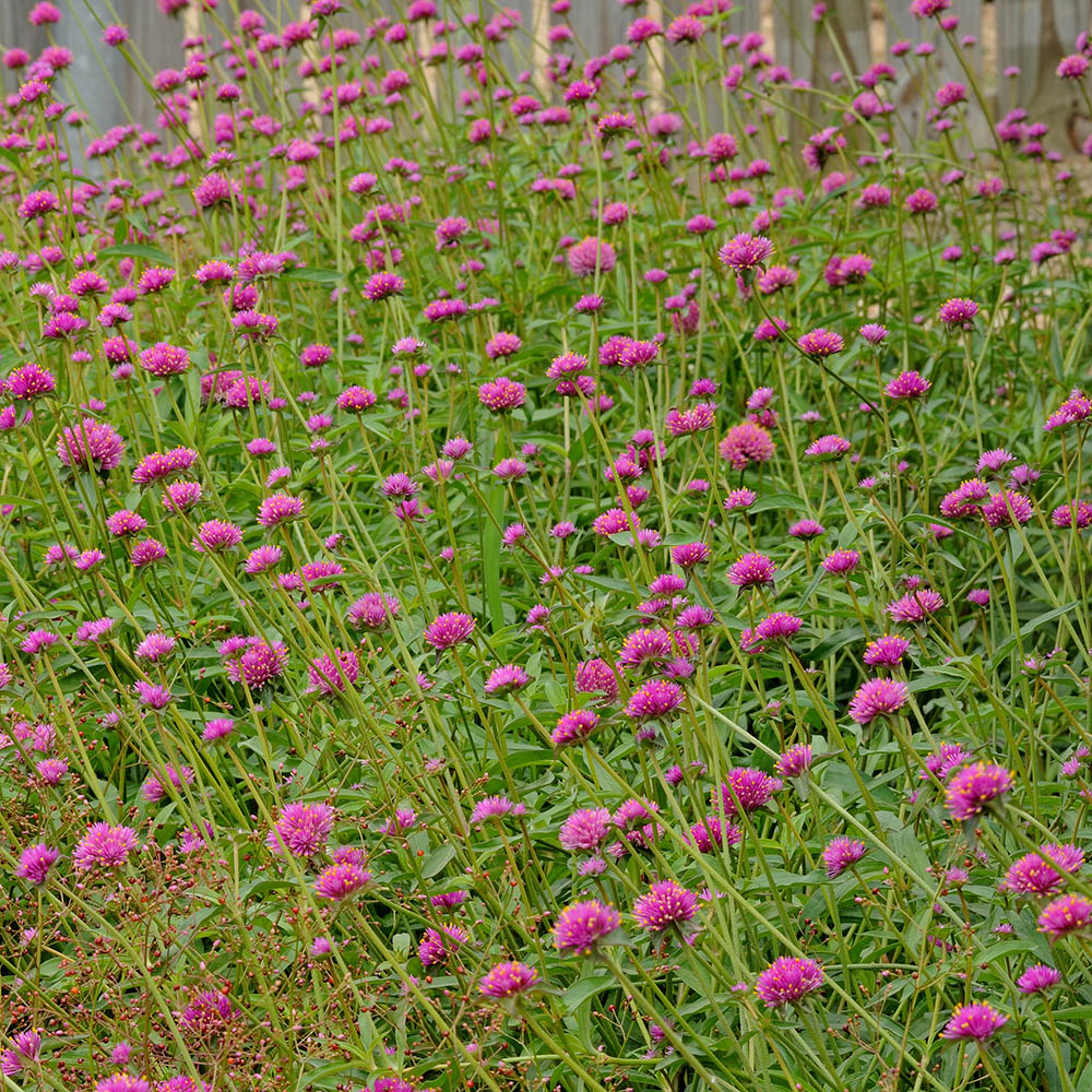 Gomphrena Fireworks Flowers
