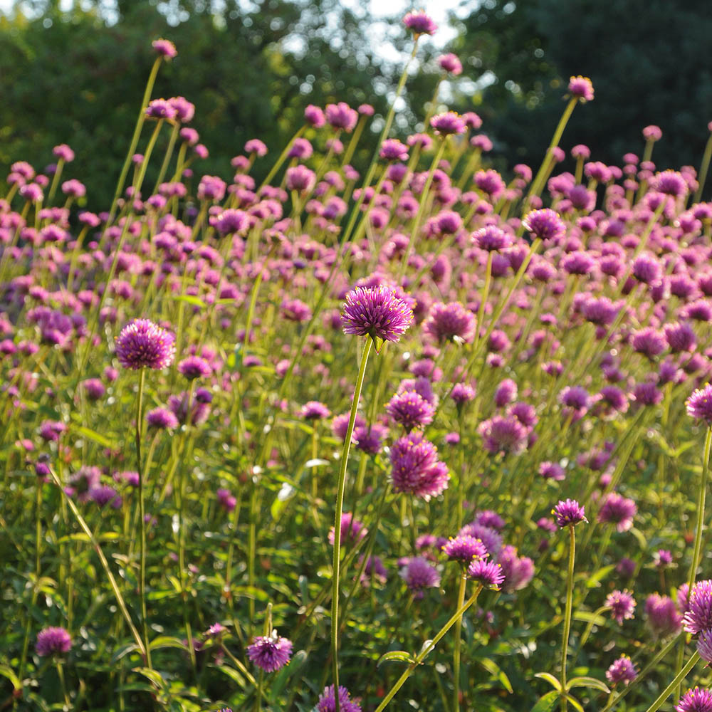 Gomphrena Fireworks Long Stems