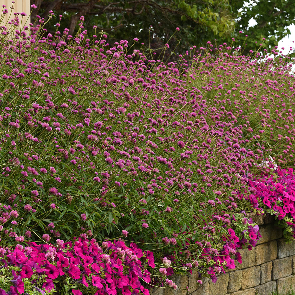 Gomphrena Fireworks Mass Planting