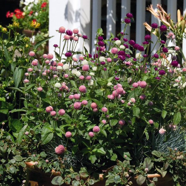 Las Vegas Mix gomphrena Las Vegas Mix gomphrena flower garden
