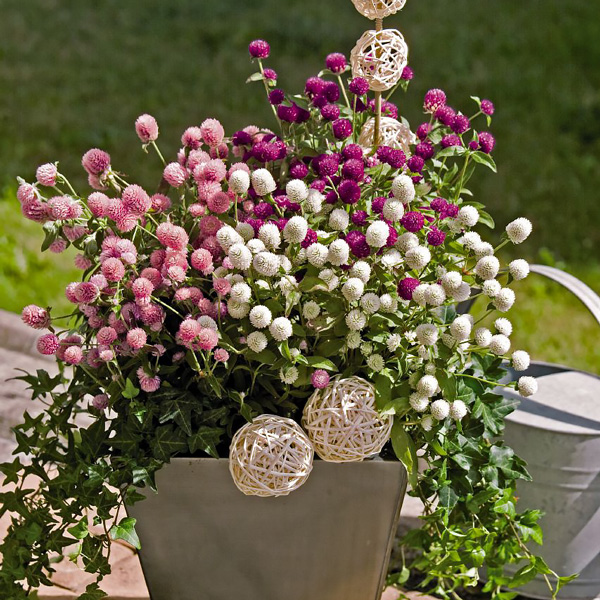 Las Vegas Mix gomphrena Las Vegas Mix gomphrena garden