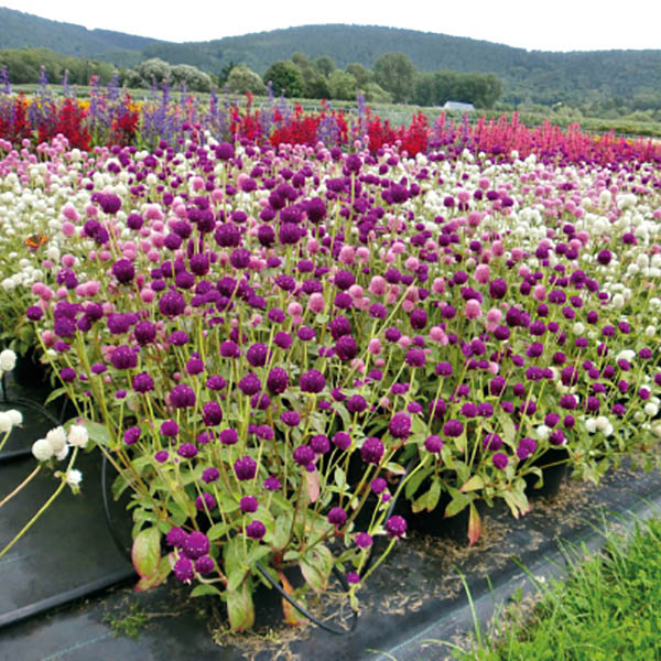 Gomphrena Las Vegas Purple