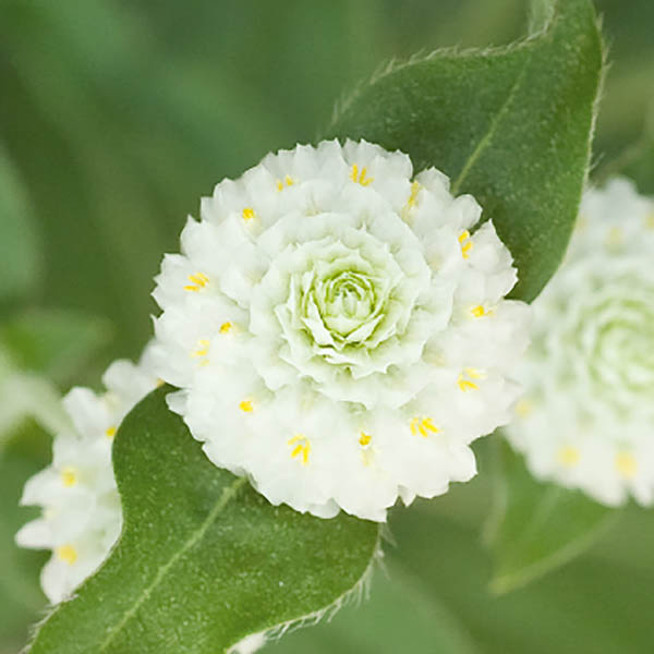 Gomphrena Las Vegas White