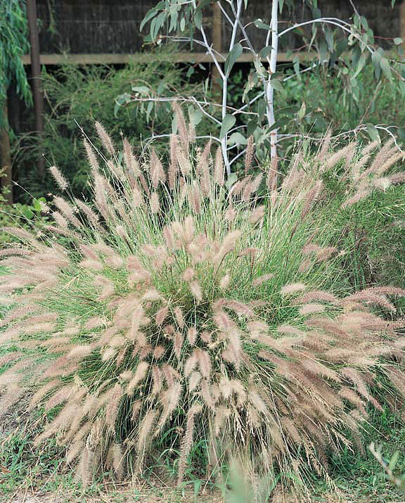 Chinese Fountain Grass - ornamental grass - Pennisetum alopecuroides