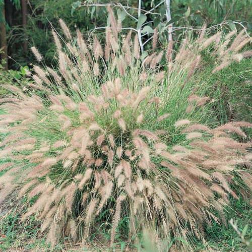 Chinese Fountain Grass - ornamental grass - Pennisetum alopecuroides