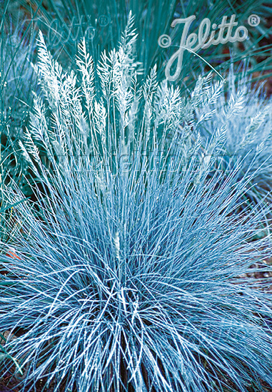 Fescue Blue Select - ornamental grass - Festuca glauca