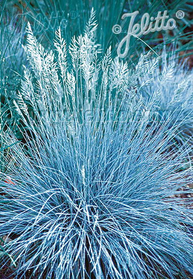Blue Select fescue Fescue Blue Select - ornamental grass - Festuca glauca