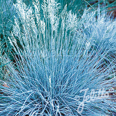 Fescue Blue Select - ornamental grass - Festuca glauca