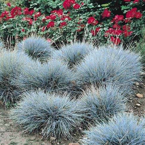 Blue fescue Fescue Blue - ornamental grass - Festuca glauca