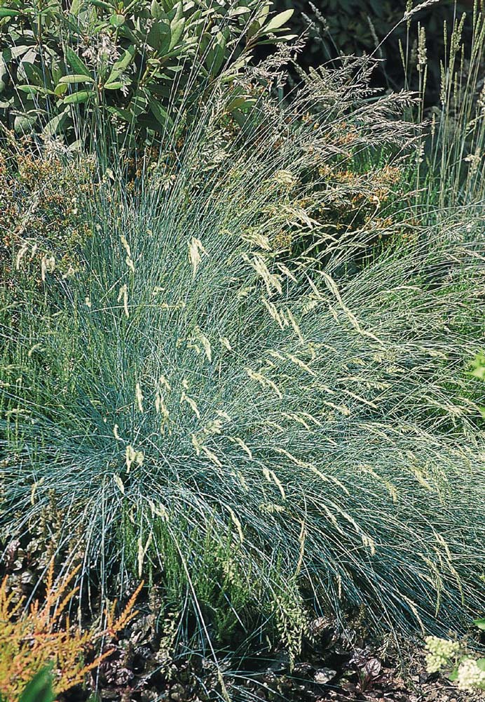 Buddy Blue Fescue - ornamental grass