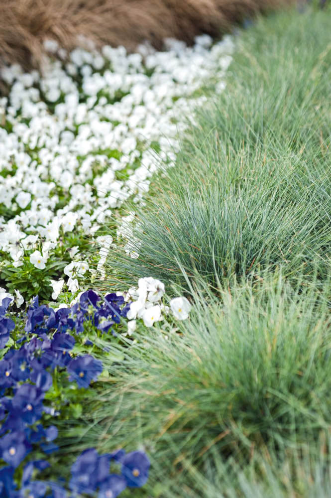 Buddy Blue Fescue - ornamental grass - Festuca valesiaca var. glaucantha