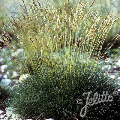 Little Hobbit Bear Skin fescue Fescue Little Hobbit Bear Skin - oranmental grass - Festuca scoparia