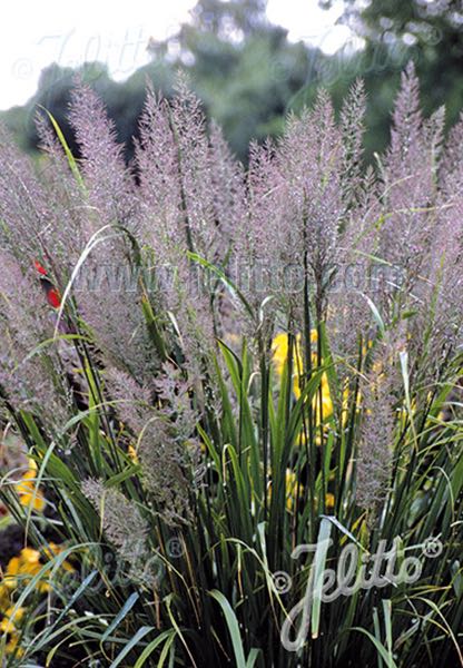Korean Feather Reed Grass Korean Feather Reed Grass - ornamental grass - Calamagrostis brachytricha