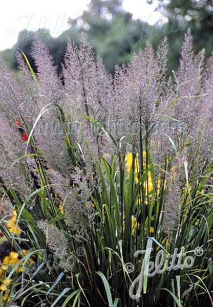 Korean Feather Reed Grass - ornamental grass - Calamagrostis brachytricha