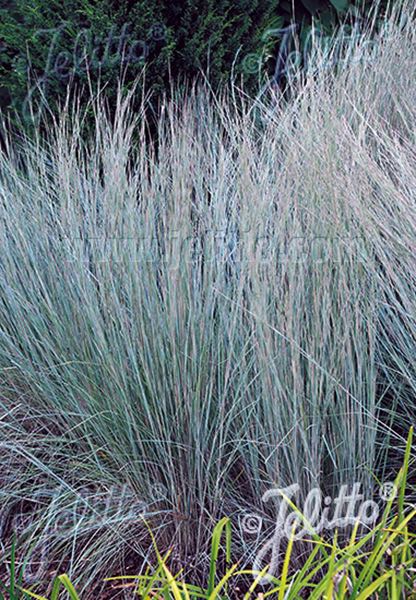 Prairie Blues Little Bluestem - ornamental grass - Schizachyrium scoparium