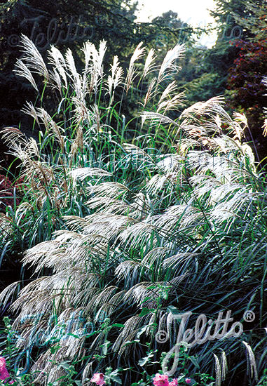 Early Hybrids miscanthus Miscanthus Early Hybrids - ornamental grass - Miscanthus sinensis