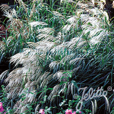 Miscanthus Early Hybrids - ornamental grass - Miscanthus sinensis