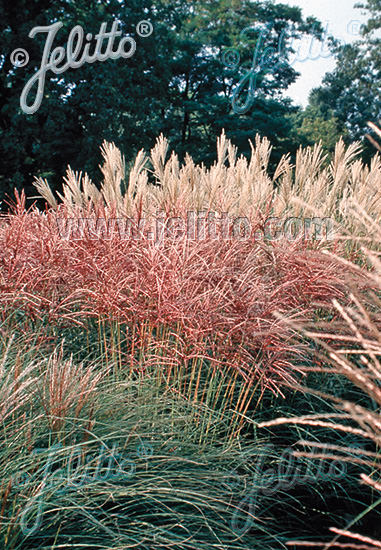 Miscanthus New Hybrids - ornamental grass - Miscanthus sinensis