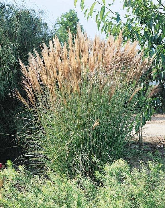 Miscanthus New Hybrids seeds