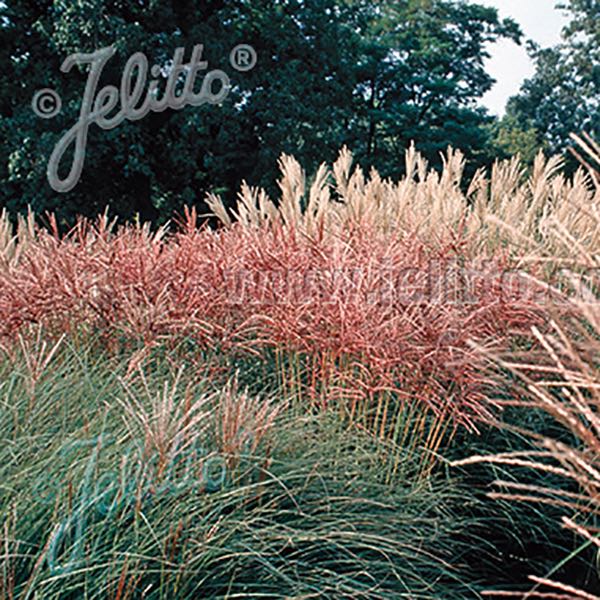 Miscanthus New Hybrids - ornamental grass - Miscanthus sinensis