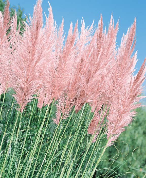 1000Pcs Solid Color Pampas Grass Cortaderia Selloana Flower Reed Seeds Plant 