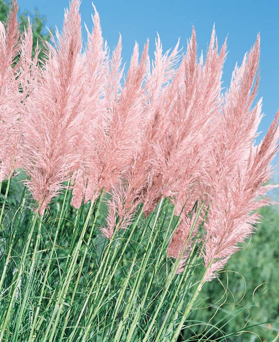 Pink Feather pampas grass Pampas Grass Pink Feather - Cortaderia selloana
