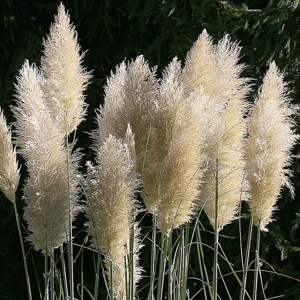 White Feather pampas grass