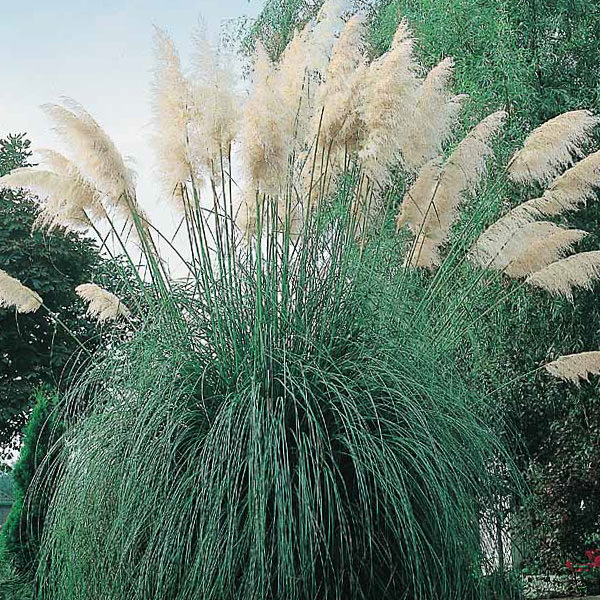 White Feather pampas grass Pampas Grass White Feather - Cortaderia selloana