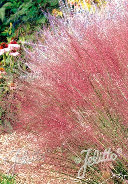 30 Pink Muhly Grass Seeds Perennial Muhlenbergia Capillaris - Portugal