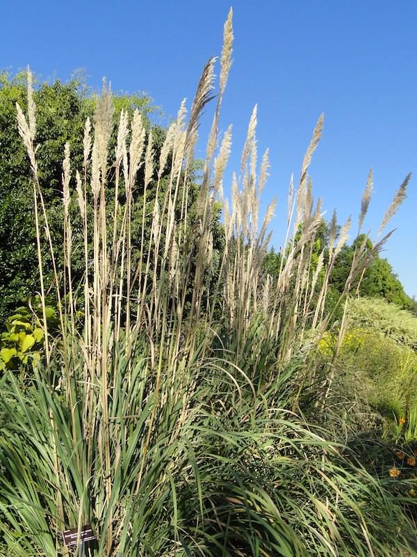 Plume Grass - Saccharum ravennae syn. Erianthus ravennae.