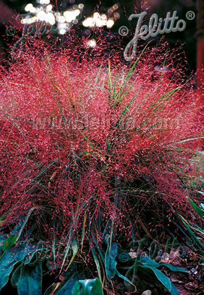 Purple Lovegrass - ornamental grass - Eragrostis spectabilis