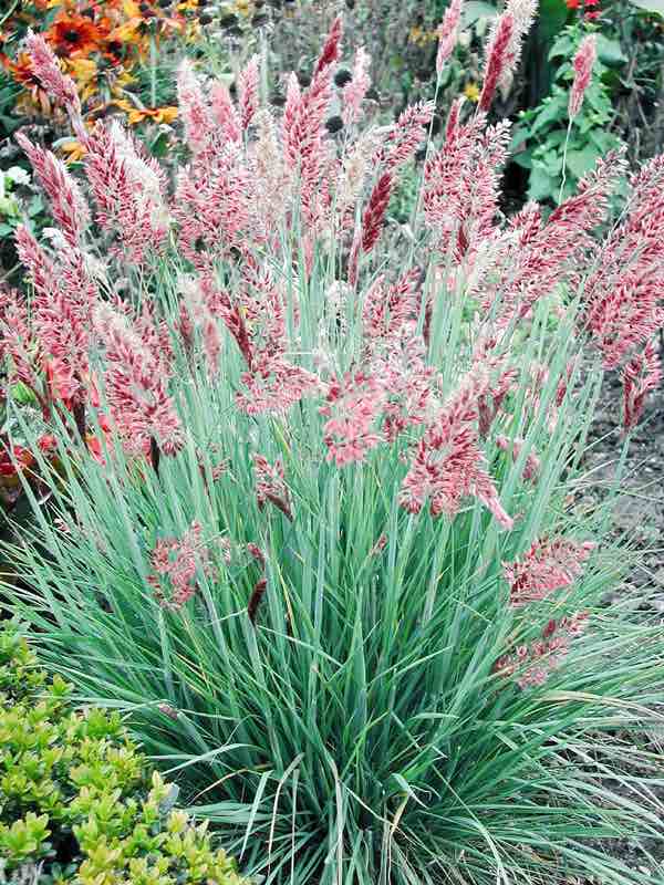 Savannah Ruby Grass - ornamental grass - Melinus nerviglumis.