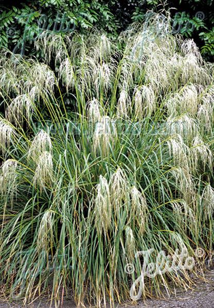 Snowgrass - ornamental grass - Chionochloa conspicua