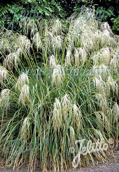Snowgrass Snowgrass - ornamental grass - Chionochloa conspicua