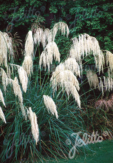 Toe Toe ornamental grass Toe Toe ornamental grass - Austroderia richardii