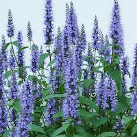 agastache