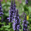 Astello Indigo agastache plant blooming.