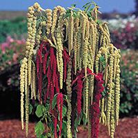 Amaranthus blooms make unqique additions to floral arrangements.