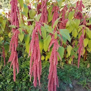 Amaranthus blooms make unqique additions to floral arrangements.