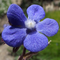 Italian bugloss anchusa blossom