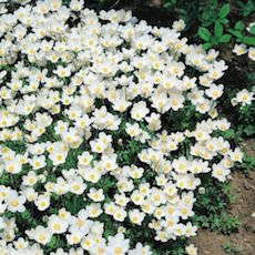 a drift of Madonna snowdrop anemones