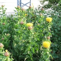 Armenian Basket Flower