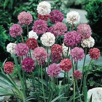 Armeria flowers in pink, white, and red